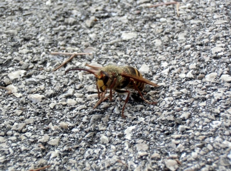 Vespa crabro